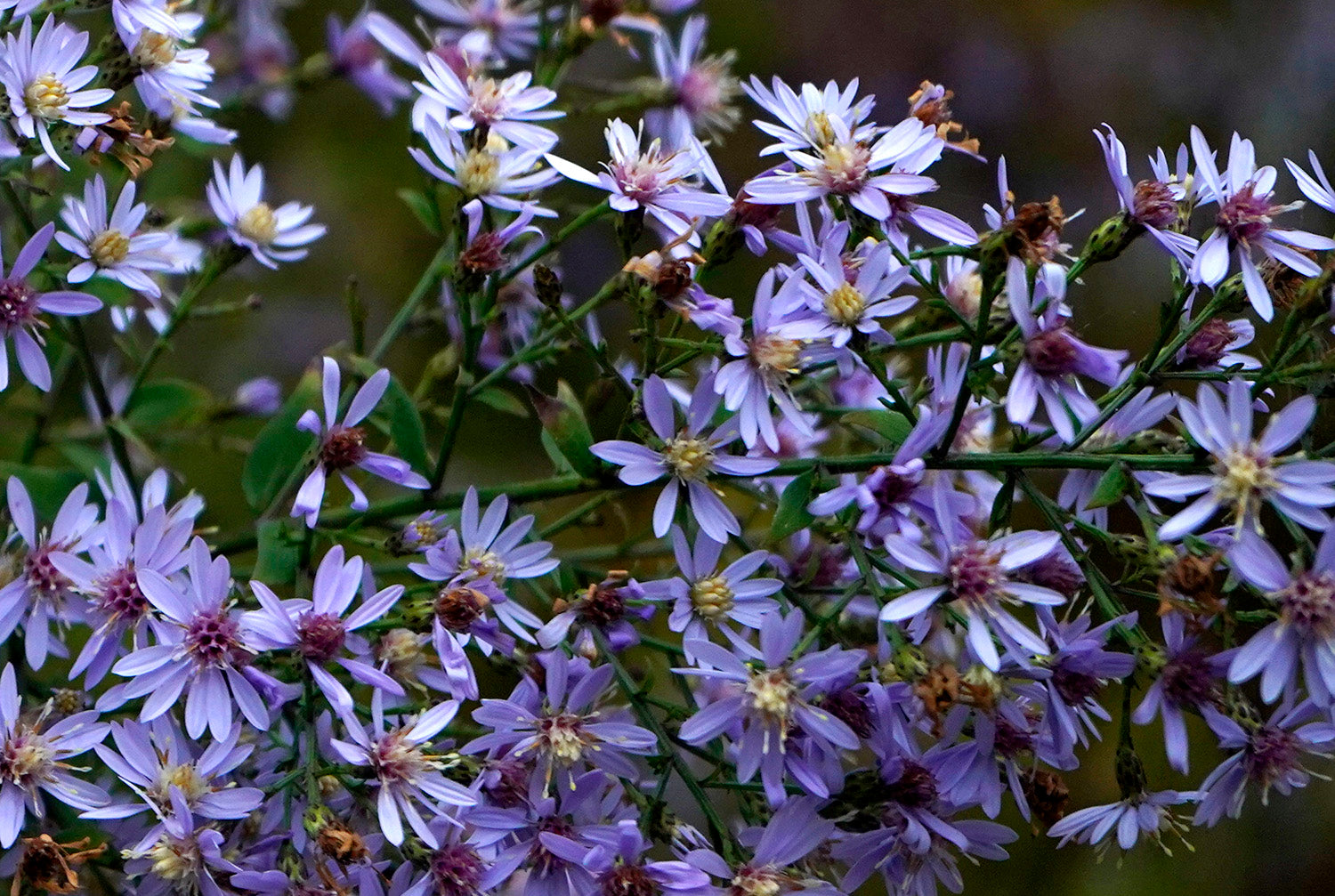 Ombelle Naturkosmetik Startbild mit blauen Blüten