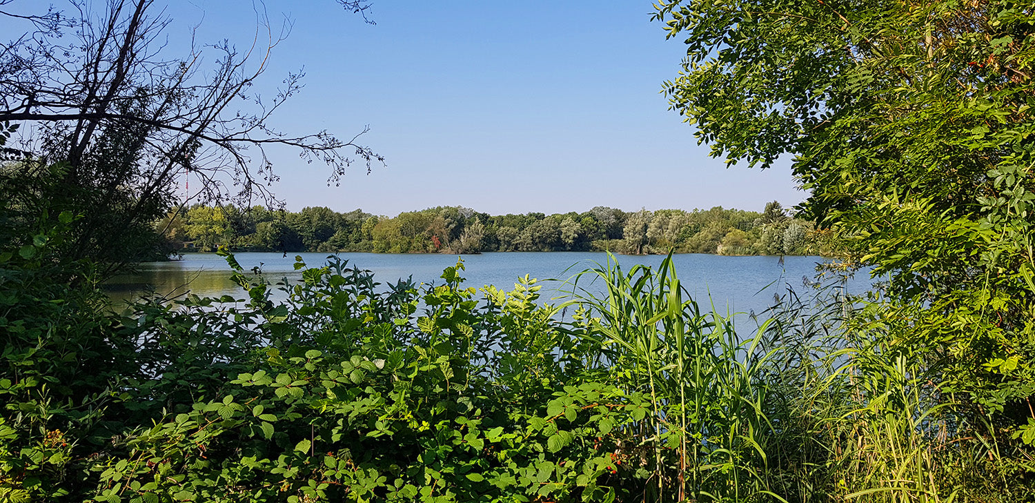 Ombelle Naturkosmetik üppige grüne Pflanzen vor einem deutschen Binnensee. Bambus vor einem Steg. Blaues Wasser, blauer Himmel  und Brombeere